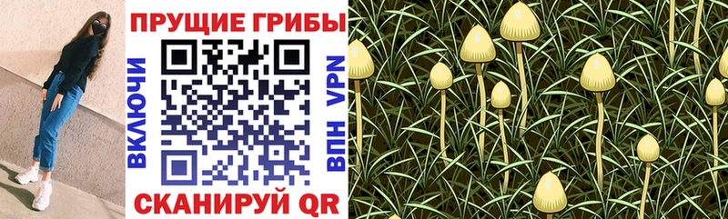 Галлюциногенные грибы мицелий  купить  сайты  Онега 